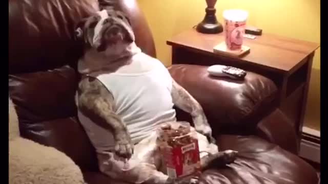 Bulldog watches TV with his favorite snack