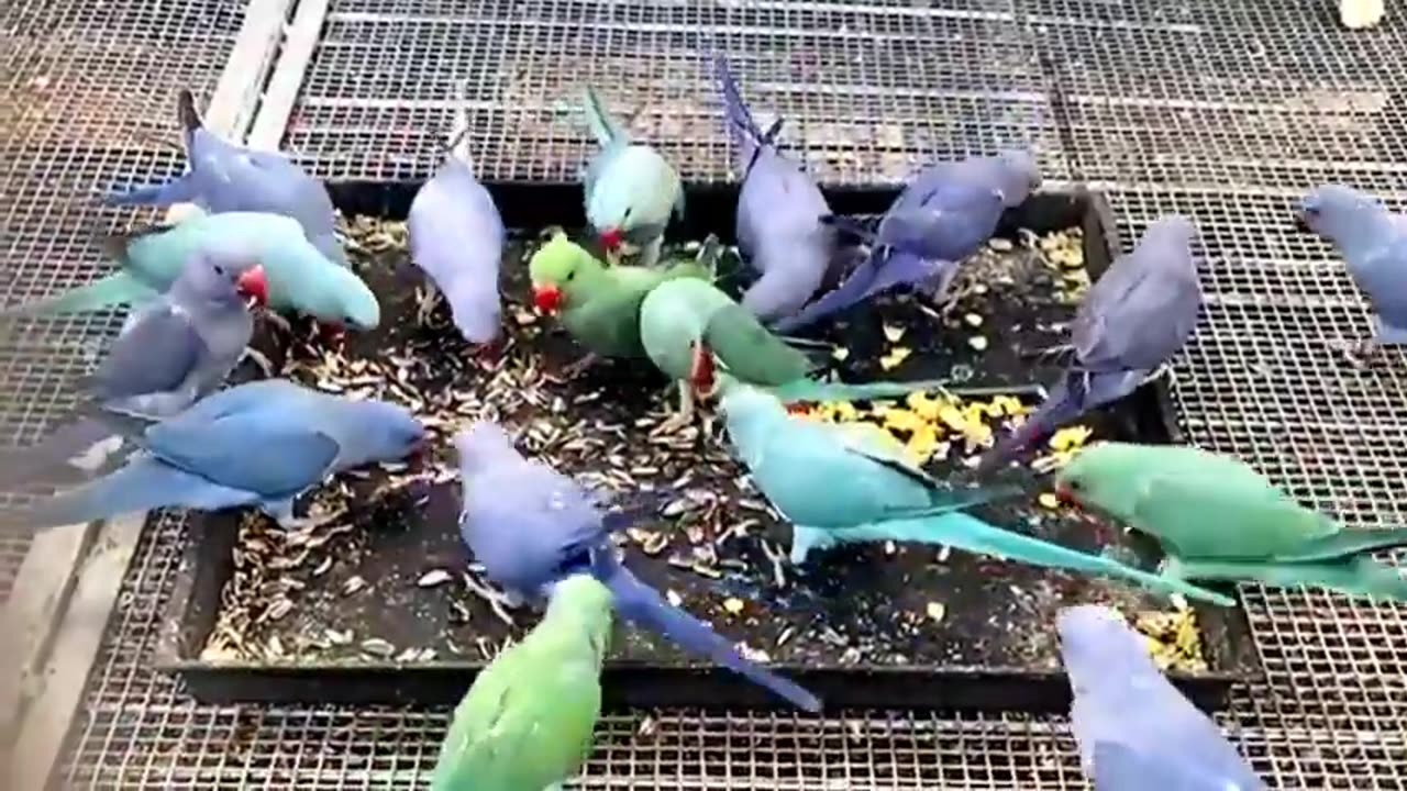 Feast for the Eyes: Colorful Parrots Eating