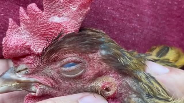 A poor sick chicken