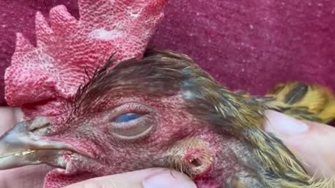 A poor sick chicken