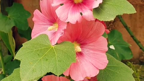 Beautiful flowers in home 💐