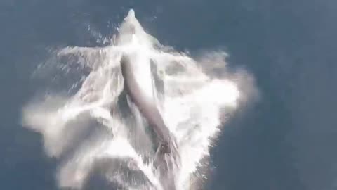 Playful Dolphin Swims in Front of Boat