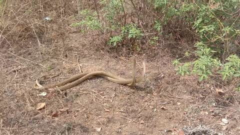 Ichhadhari Nag meeting the serpent