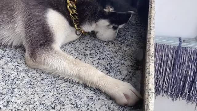 Er erha's IQ is elusive # how mysterious is dog's IQ