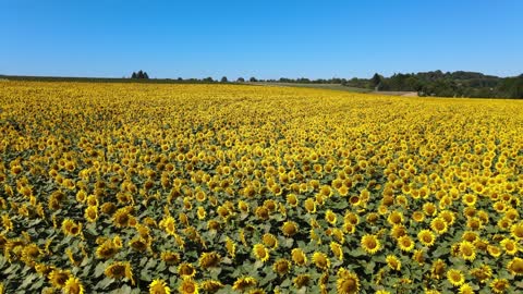 sunflower seenary