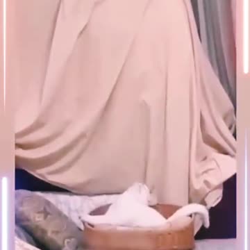 Fun time || funny cats|| funny cat compilations