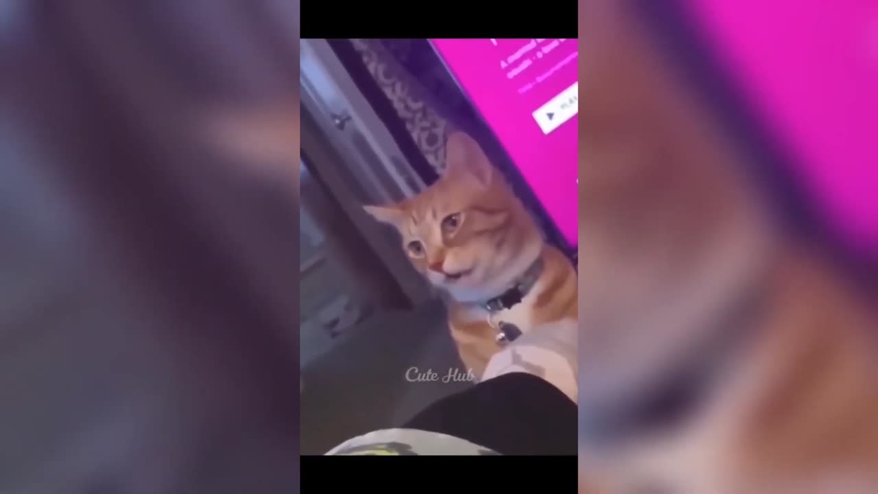 Cutest funny cute cat 😂