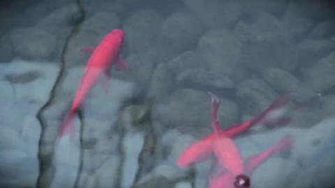 Goldfish Pond Fish Water Animals Red Swimming