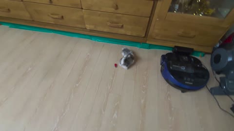 Lady Kitten Met a Ladybug, How would She React