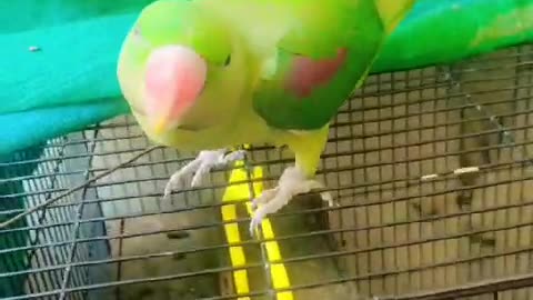 my parrot is so cute