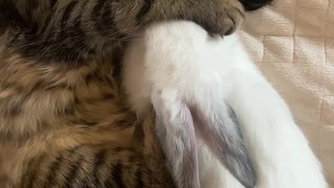 Cute cat sleeping with rabbit