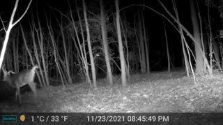 Whitetail Buck Stretching