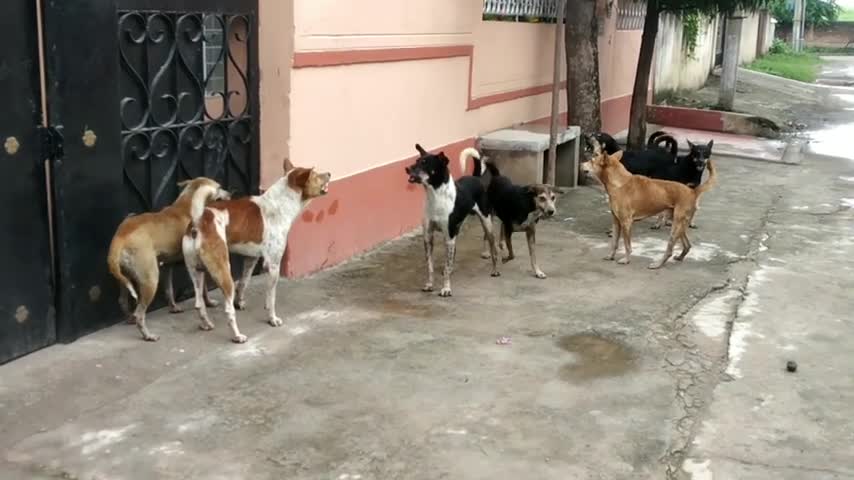 Dogs street fight like humans😁