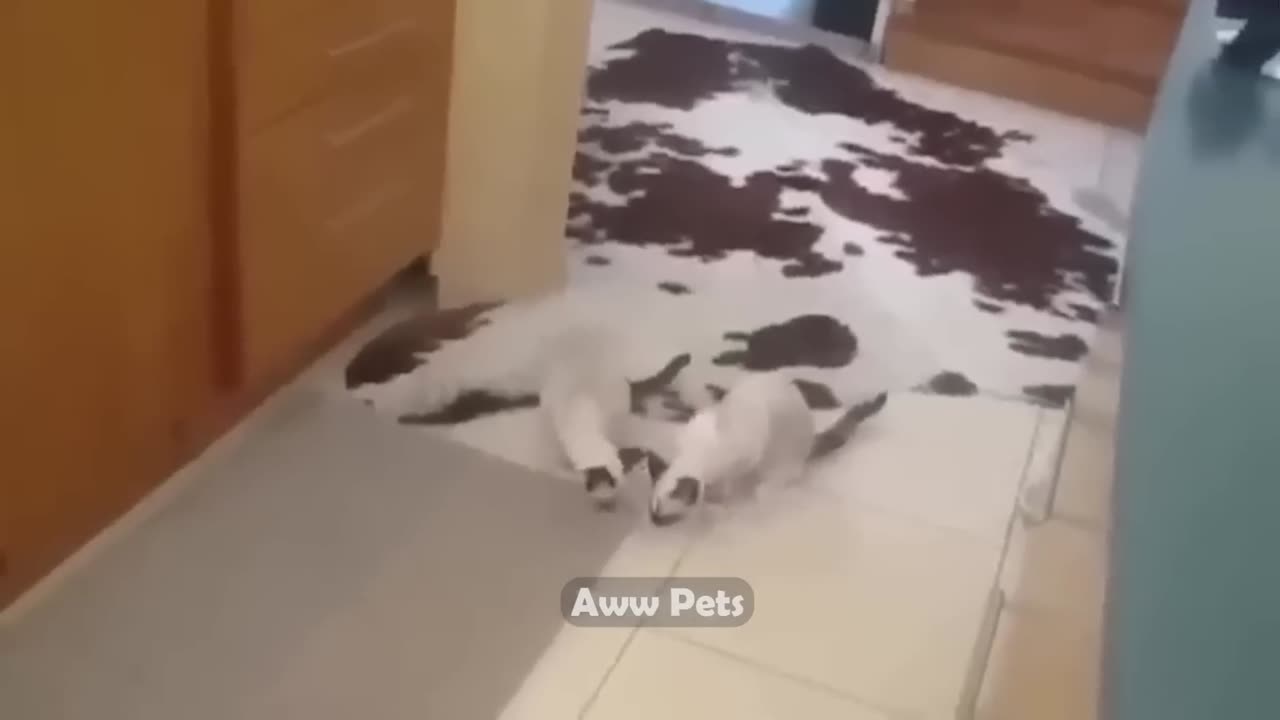 funniest animals videos