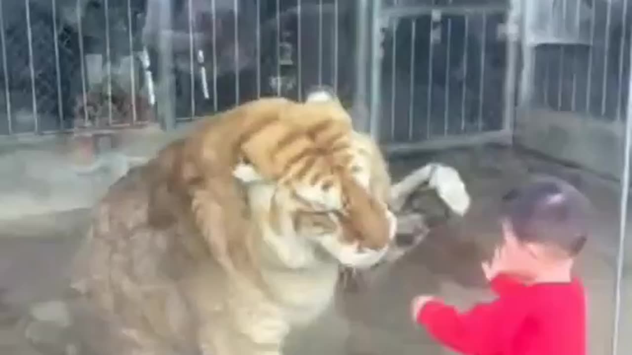 Tiger and children