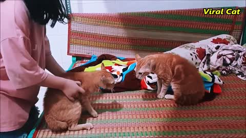 You'll regret skipping seeing this video of bloody brother cats fighting,