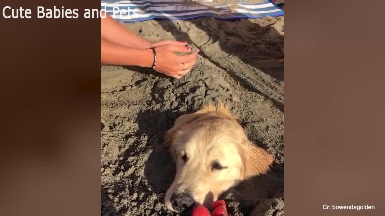 ⚠️ You will get STOMACH ACHE FROM LAUGHING SO HARD 🤣🐶Funny Dog Videos 2020