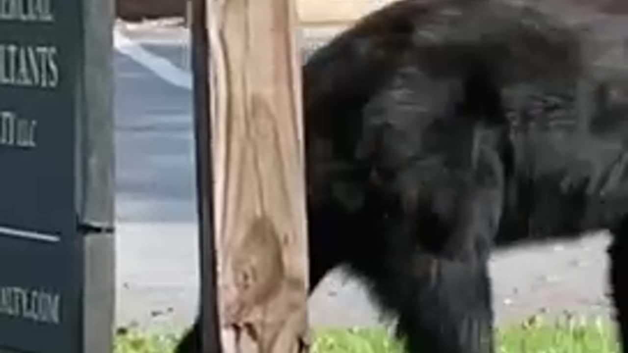 Black bear too close for comfort, walking on a public street in the middle of the day