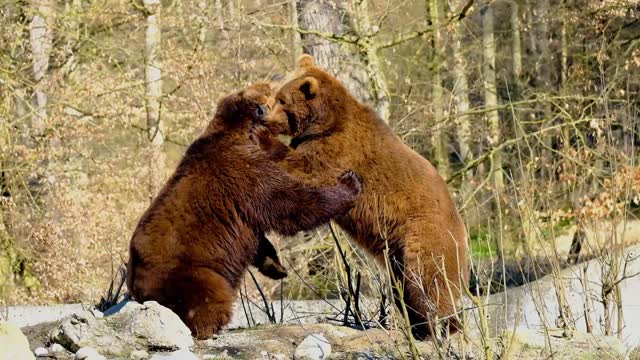 Bear Brown Bear BattleTo Play Animal Wildlife Nature beautiful😍💓 video