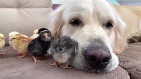 Funny Golden Retriever Reacts to Robot Vacuum Dreame D9!