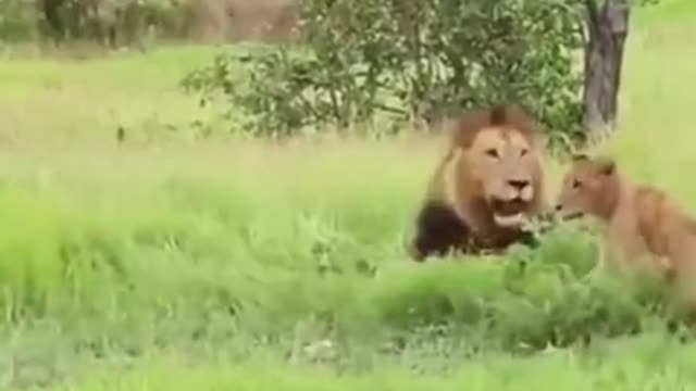 Elephant kill the lion by running short video