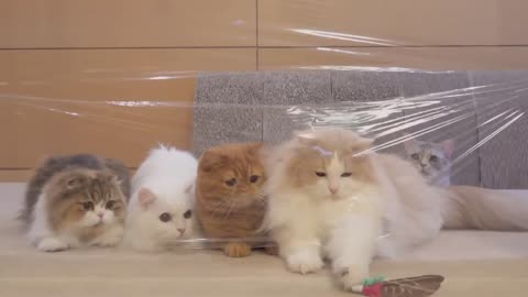 Cats and transparent sheet