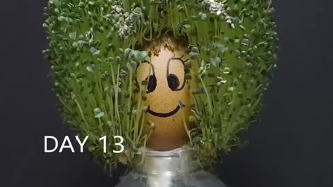 Strange Wood Man in Wonderland