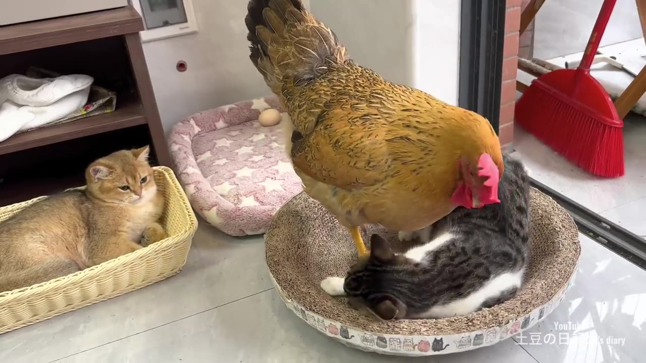 The Kitten Watches The Hen Lay Eggs, And The Hen And Kitten Sleep Together