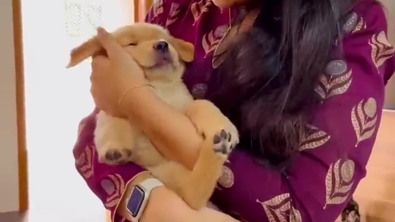 Very cute puppies