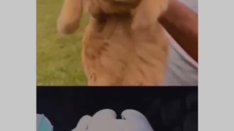 Funny animal video 🤣🤣