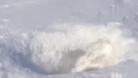 Cute polar bear