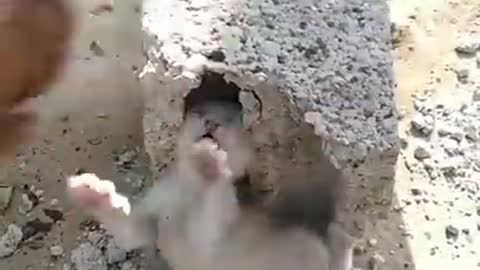 Cute kitten save 🤗