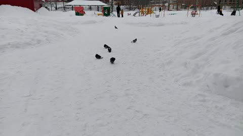 pigeons in winter