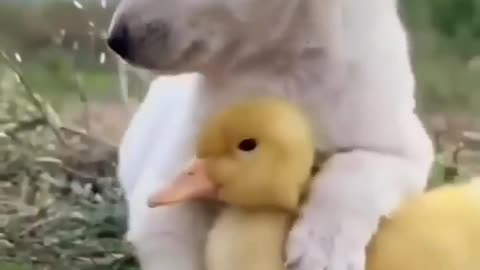 😍😍cute animal 😍😍video soo satisfying 😍😍😍😍