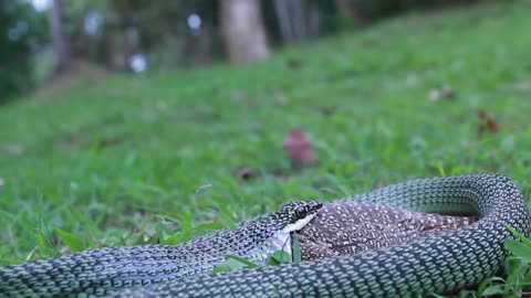 Golden Tree Snake Eating Monitor Lizard!!