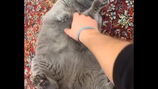 Funny animal moments