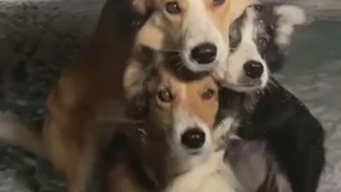 what cute dogs 🐶 subscribe, there are cool videos