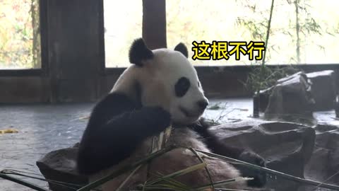 Giant pandas are fussy about eating bamboo. Take a sniff first