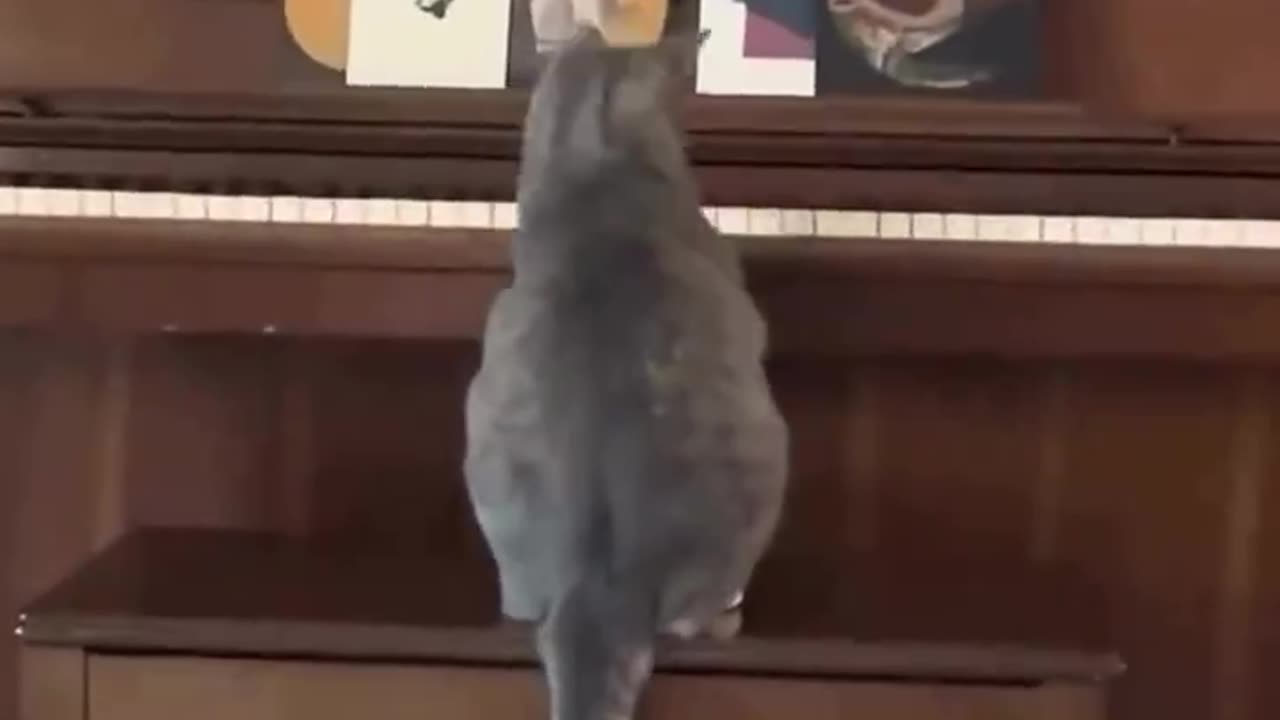 When the cat plays the piano in a funny way