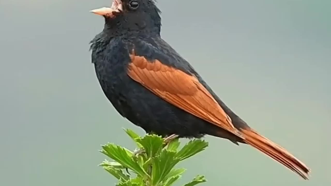 Beautiful bird || feel the beauty of nature #nature