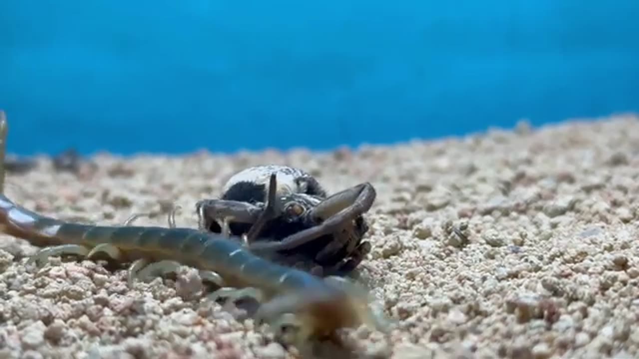 Angry centipede vs giant tarantula! epic desert predator