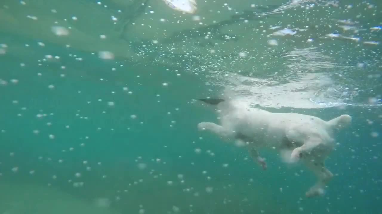 Beautiful dog swimming in water