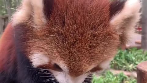 The red panda