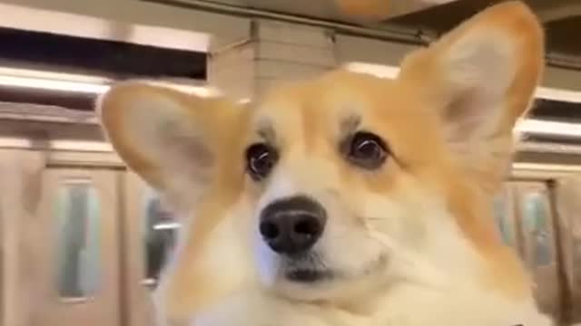 Get ready for LAUGHING SUPER HARD - Best FUNNY DOG videos