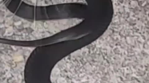 Cat playing with dangerous snake in my yard 🙀
