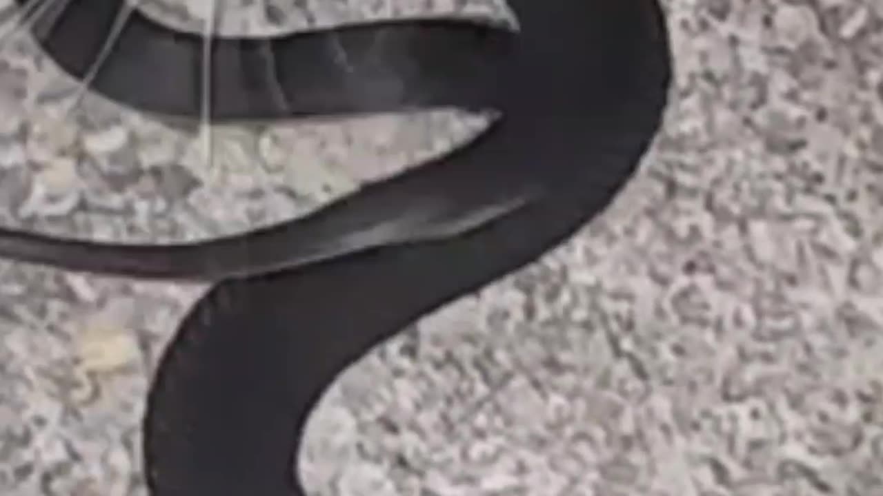 Cat playing with dangerous snake in my yard 🙀