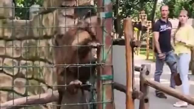 Mobile Thief Monkey, Be Careful