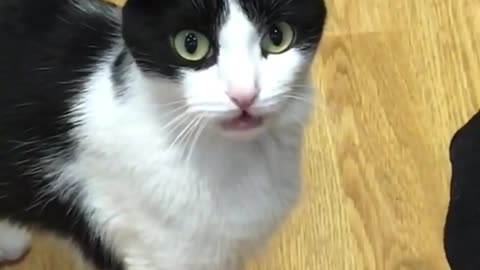 #HappyCats #ShortVideos #165 #Cats #Kus