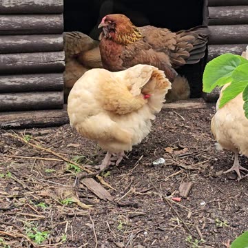 OMC! Chickens' Relaxation Time at the Dirt Bath House: A Miniature Log Cabin Retreat!