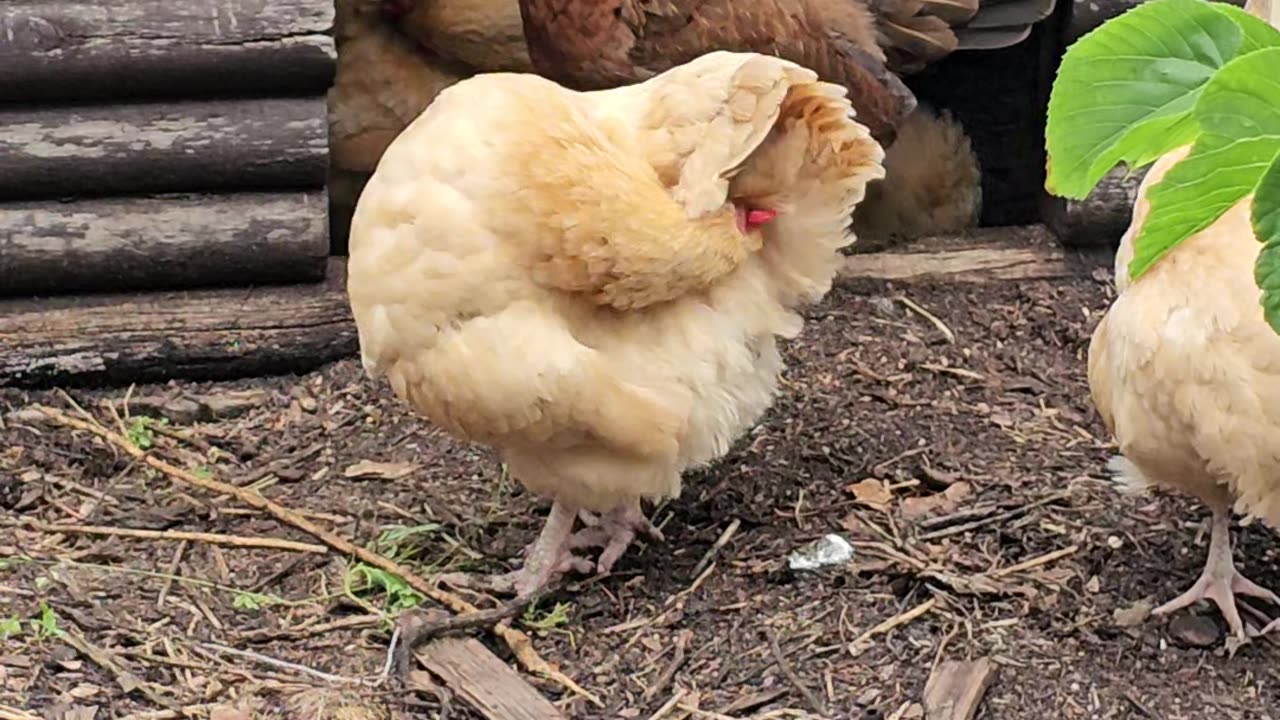 OMC! Chickens' Relaxation Time at the Dirt Bath House: A Miniature Log Cabin Retreat!